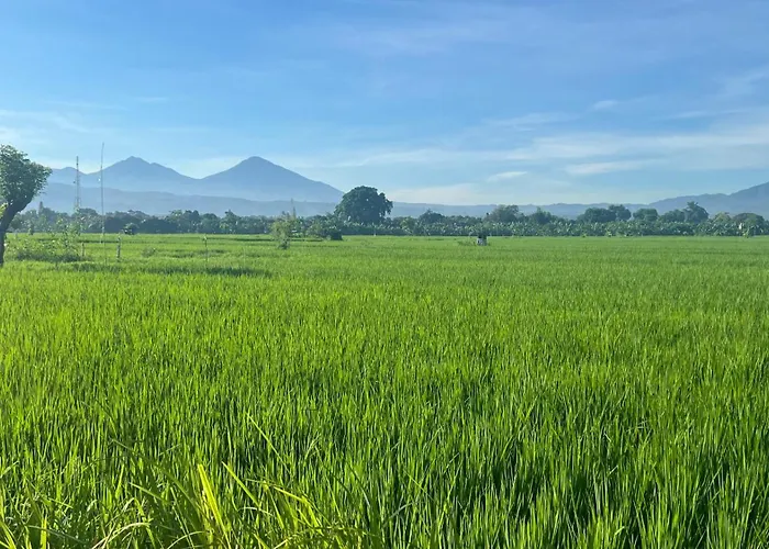 Beachfront Rice Field View Lovina Serenity Bali *
